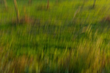 Sonbahar kavak ormanda İtalya