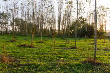 Sonbahar kavak ormanda İtalya