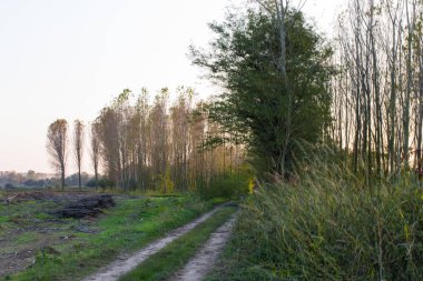 Sonbahar kavak ormanda İtalya