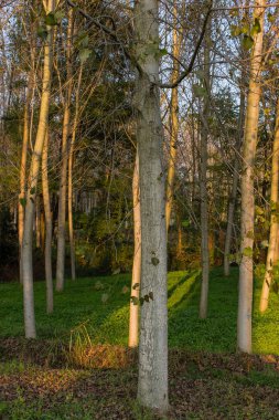 Sonbahar kavak ormanda İtalya