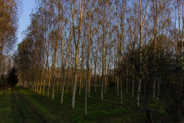 Sonbahar kavak ormanda İtalya