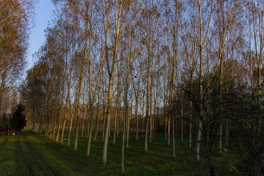Sonbahar kavak ormanda İtalya