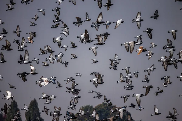 Flock of pigeons taking flight