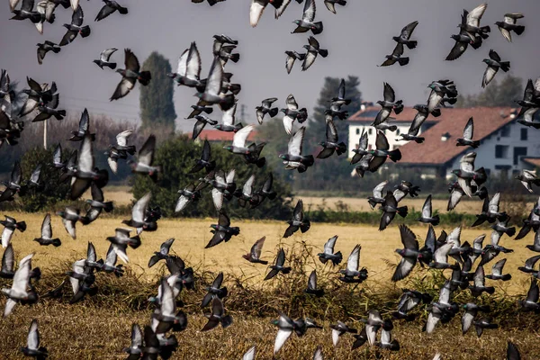 Kudde Duiven Die Vlucht Nemen — Stockfoto