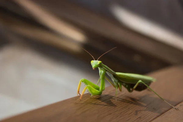 窓の近くのカマキリ — ストック写真