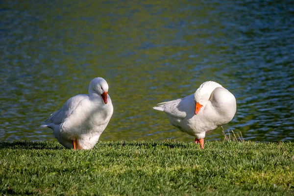 Picture Duck Water — Stock Photo, Image