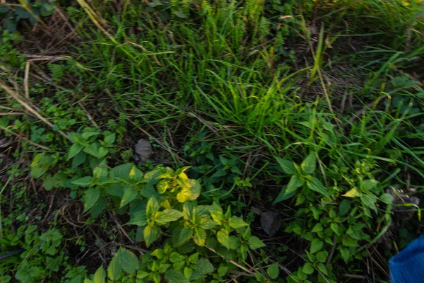 Floresta Álamo Outono Itália — Fotografia de Stock