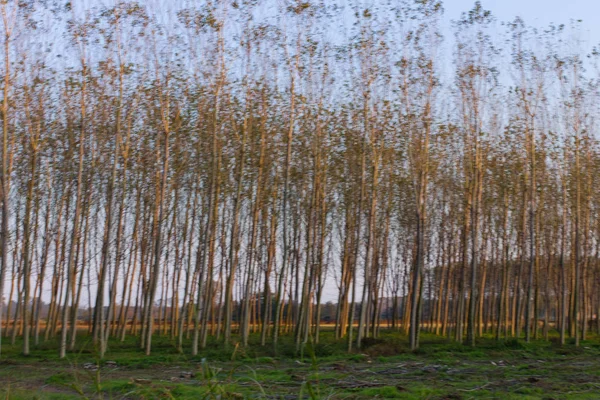 Floresta Álamo Outono Itália — Fotografia de Stock