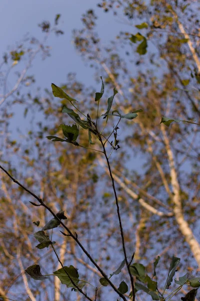 Sonbahar kavak ormanda İtalya