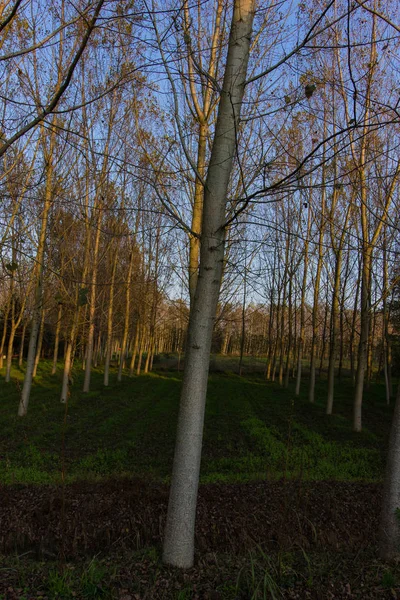 Sonbahar kavak ormanda İtalya