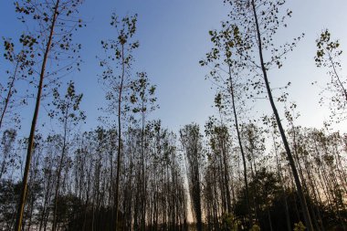 Sonbahar kavak ormanda İtalya