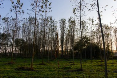 Sonbahar kavak ormanda İtalya