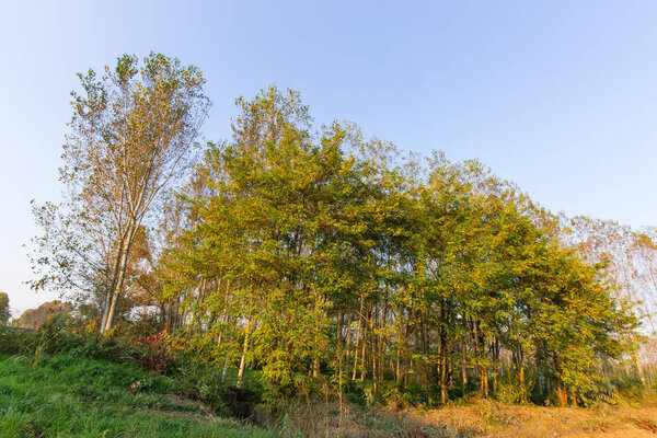 Poplar forest in autumn in italy