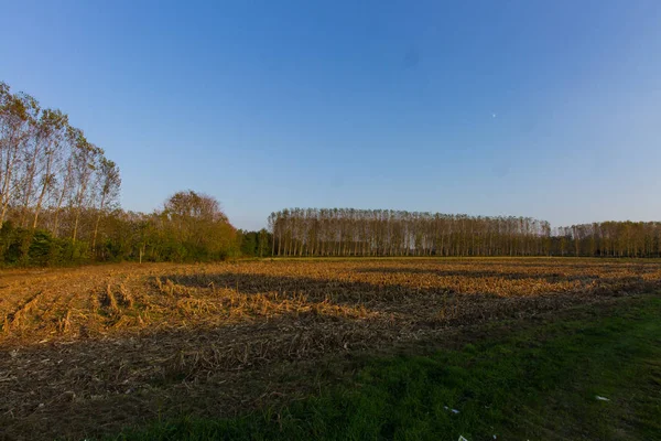Sonbahar kavak ormanda İtalya