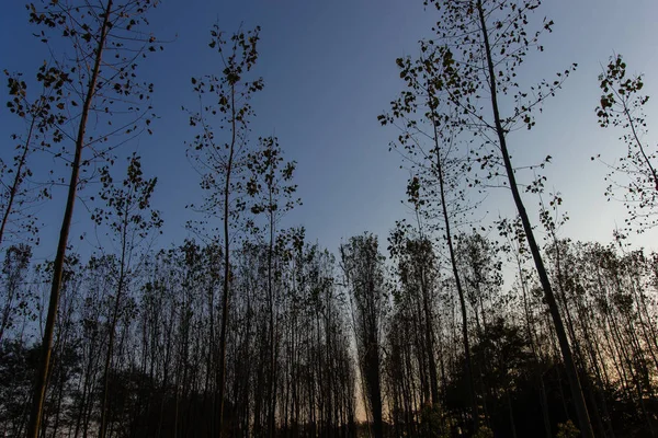 Sonbahar kavak ormanda İtalya