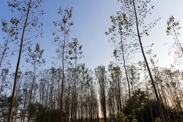 Sonbahar kavak ormanda İtalya