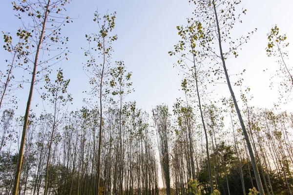 Sonbahar kavak ormanda İtalya