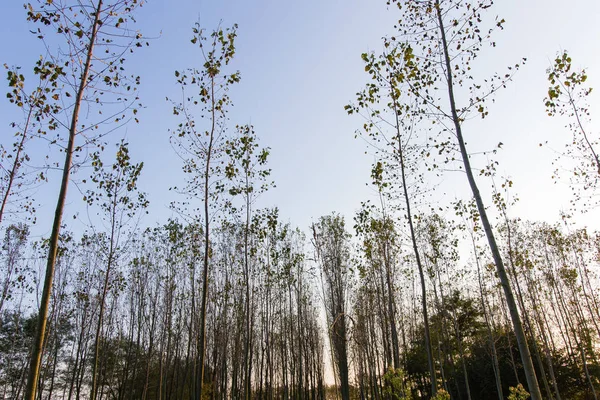 Sonbahar kavak ormanda İtalya