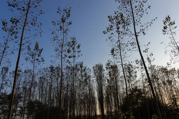 Sonbahar kavak ormanda İtalya