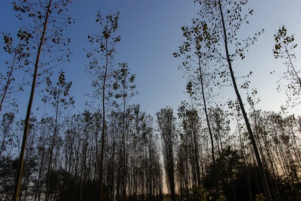 Sonbahar kavak ormanda İtalya