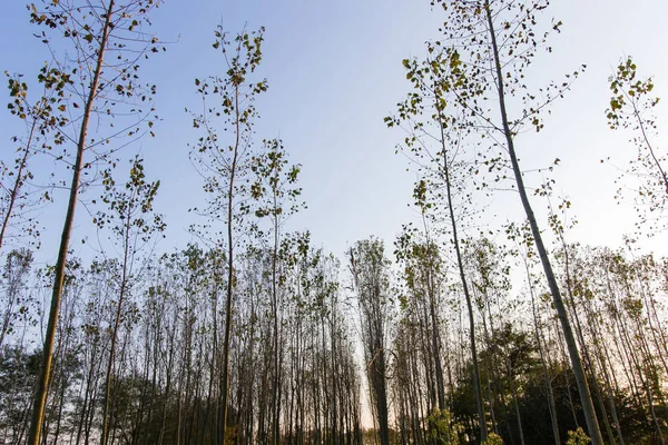 Sonbahar kavak ormanda İtalya