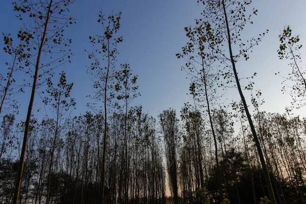 Sonbahar kavak ormanda İtalya