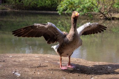 kuşlar ve amfibiler bir articiafial vahasında çeşitli türler tasvir eden fotoğraf serisi