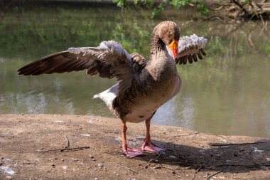 kuşlar ve amfibiler bir articiafial vahasında çeşitli türler tasvir eden fotoğraf serisi