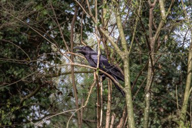 kuşlar ve amfibiler bir articiafial vahasında çeşitli türler tasvir eden fotoğraf serisi