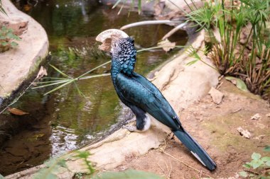 kuşlar ve amfibiler bir articiafial vahasında çeşitli türler tasvir eden fotoğraf serisi
