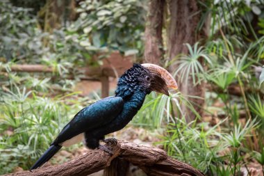 kuşlar ve amfibiler bir articiafial vahasında çeşitli türler tasvir eden fotoğraf serisi