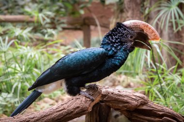 kuşlar ve amfibiler bir articiafial vahasında çeşitli türler tasvir eden fotoğraf serisi