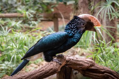 kuşlar ve amfibiler bir articiafial vahasında çeşitli türler tasvir eden fotoğraf serisi