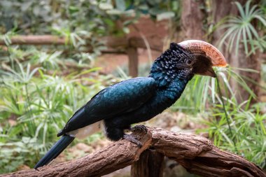 kuşlar ve amfibiler bir articiafial vahasında çeşitli türler tasvir eden fotoğraf serisi