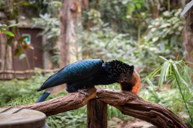 kuşlar ve amfibiler bir articiafial vahasında çeşitli türler tasvir eden fotoğraf serisi