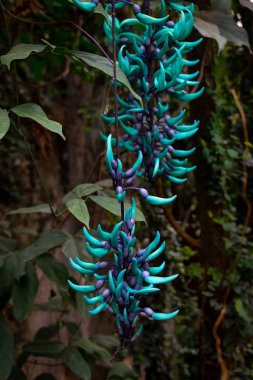 kuşlar ve amfibiler bir articiafial vahasında çeşitli türler tasvir eden fotoğraf serisi