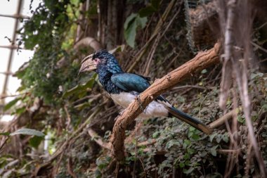 kuşlar ve amfibiler bir articiafial vahasında çeşitli türler tasvir eden fotoğraf serisi