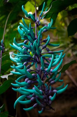 kuşlar ve amfibiler bir articiafial vahasında çeşitli türler tasvir eden fotoğraf serisi