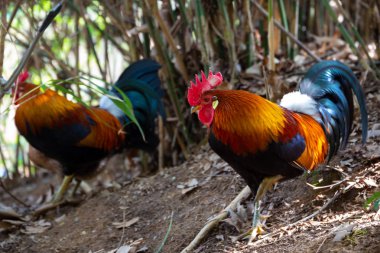 kuşlar ve amfibiler bir articiafial vahasında çeşitli türler tasvir eden fotoğraf serisi