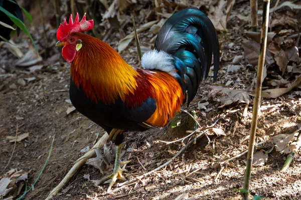 kuşlar ve amfibiler bir articiafial vahasında çeşitli türler tasvir eden fotoğraf serisi