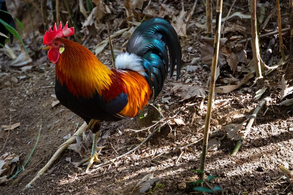 kuşlar ve amfibiler bir articiafial vahasında çeşitli türler tasvir eden fotoğraf serisi