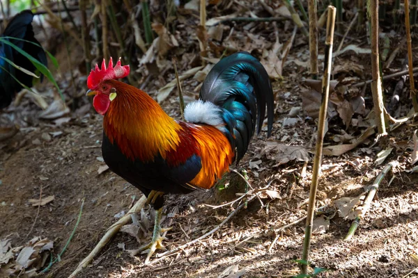 Serie Foto Raffiguranti Varie Specie Uccelli Anfibi Oasi Articiafiale — Foto Stock