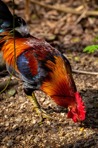 Serie Foto Raffiguranti Varie Specie Uccelli Anfibi Oasi Articiafiale — Foto Stock