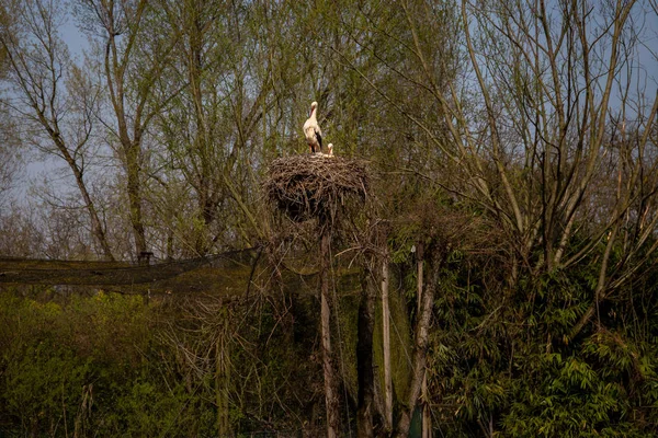 Serie Fotos Que Representan Varias Especies Aves Anfibios Oasis Articiafial —  Fotos de Stock