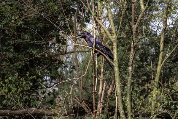 Serie Foto Beeltenis Van Verschillende Soorten Vogels Amfibieën Een Oase — Stockfoto