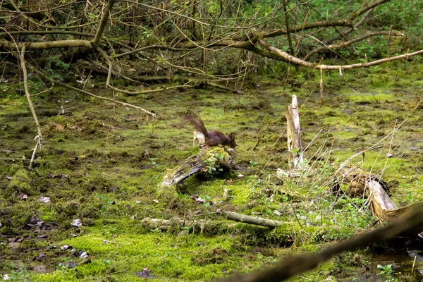 Series Photos Depicting Various Species Birds Amphibians Articiafial Oasis — Stock Photo, Image