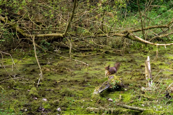 Series Photos Depicting Various Species Birds Amphibians Articiafial Oasis — Stock Photo, Image