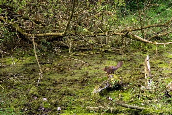 kuşlar ve amfibiler bir articiafial vahasında çeşitli türler tasvir eden fotoğraf serisi