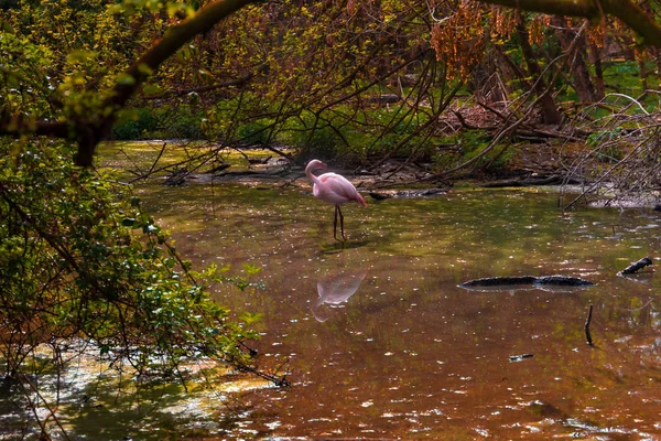 Series Photos Depicting Various Species Birds Amphibians Articiafial Oasis — Stock Photo, Image