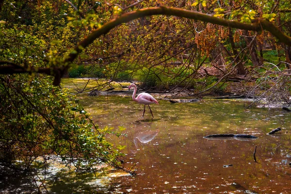 Series Photos Depicting Various Species Birds Amphibians Articiafial Oasis — Stock Photo, Image